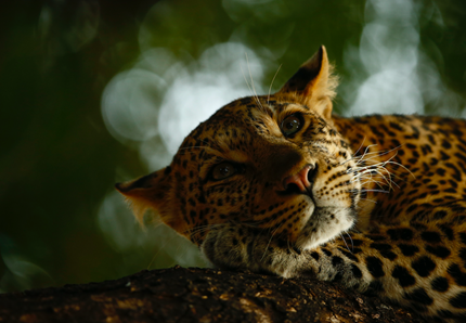 La natura selvaggia in mostra